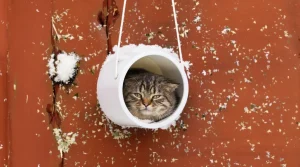 Arrêtez de jeter ce pot en plastique : les oiseaux en raffolent surtout en hiver