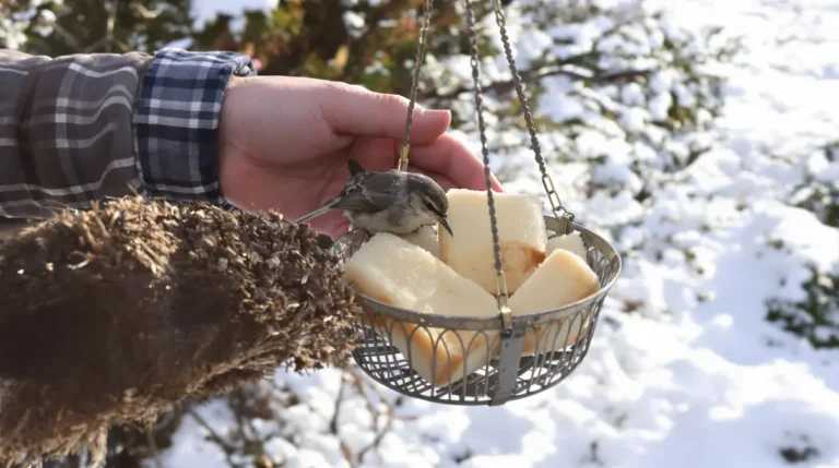 Attention, vos oiseaux sont en danger : pourquoi glisser un savon dans une chaussette peut les sauver