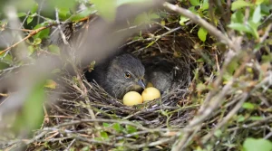 Ce réflexe très courant au jardin empêche les oiseaux de nicher chez vous : abandonnez vite cette habitude