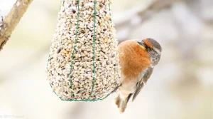 Cet aliment simple aide les oiseaux à survivre aux nuits les plus froides de l’hiver