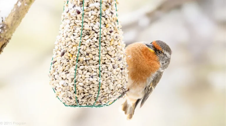 Cet aliment simple aide les oiseaux à survivre aux nuits les plus froides de l’hiver