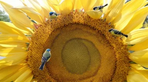 Cette plante « banale » attire plus d’oiseaux que toutes vos mangeoires : accueillez-la vite au jardin