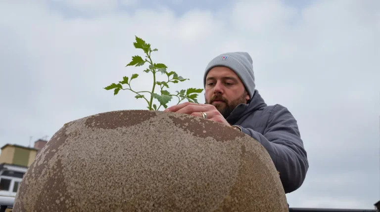 Cette plante remplace vos cubes de bouillon et se plante en pot à cette période précise