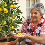 Citronnier qui ne donne rien : ce déchet de cuisine à enterrer au pied le couvre vite de fruits
