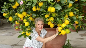 Citronnier qui ne donne rien : ce déchet de cuisine à enterrer au pied le fait vite plier sous les fruits