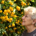 Comment cultiver un néflier du Japon pour attirer douceur et prospérité : conseils d'experts pour la plantation et l'entretien