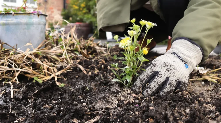 Dites adieu aux mauvaises herbes ! Plantez ces 3 espèces avant fin février pour sauver votre jardin