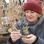 Février au jardin : cette aromatique que 90 % des jardiniers oublient de bouturer pour un jardin ultra parfumé toute l'année