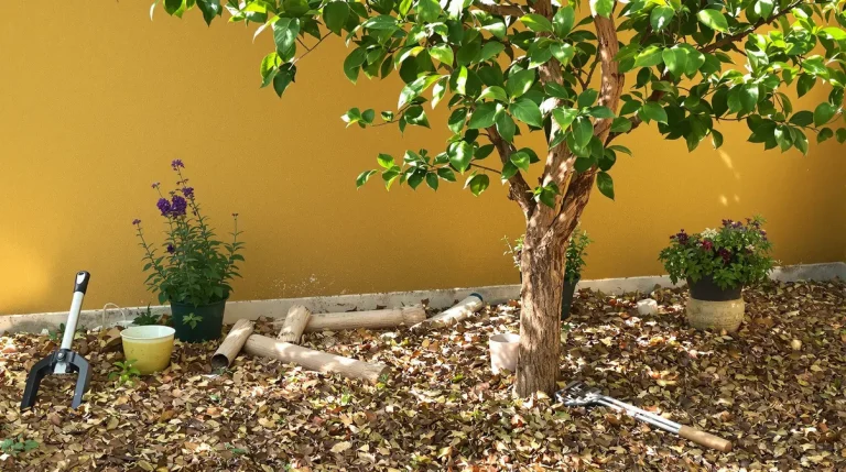 Jardin : ce geste de taille sur mon arbre fruitier a triplé la récolte et rendu les fruits bien plus sucrés en un été