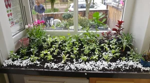 Jardin : semez ces 17 graines en février pour un potager spectaculaire et des fleurs déjà prêtes à planter dès mars