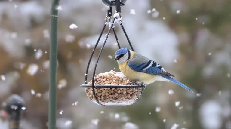 La couleur qui attire les mésanges et les fait revenir dans votre jardin