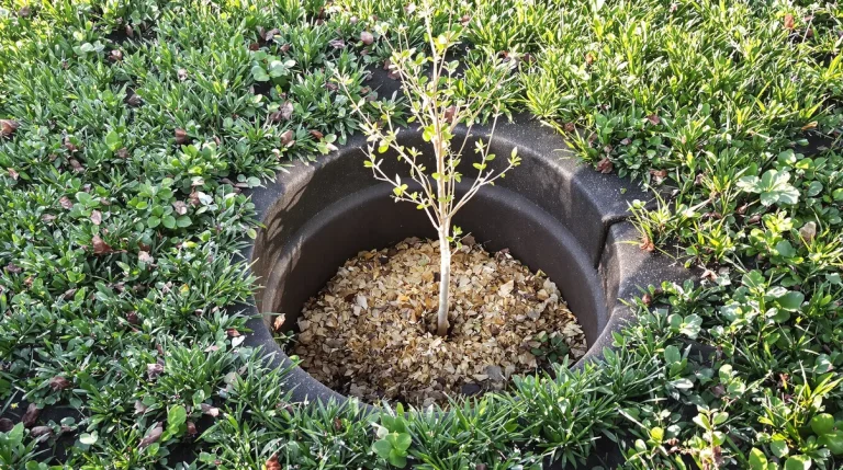 Le fruitier le plus simple du jardin : même sans main verte, il donne des récoltes