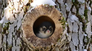 Les ornithologues insistent : ce geste simple change tout pour les oisillons au printemps