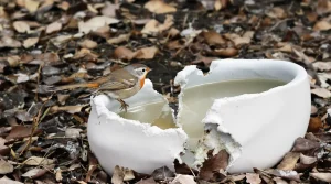Les ornithologues l'assurent : un saladier brisé attire mieux les oiseaux qu'un abreuvoir classique en hiver