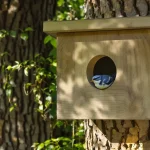 Mésanges : voici le nichoir idéal pour les attirer et les voir enfin s’installer dans votre jardin