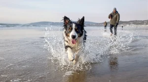 Pays basque. « Voir son chien courir sur le sable est un plaisir irremplaçable ! » : ils exigent le retour des chiens sur les plages de Saint-Jean-de-Luz et Ciboure