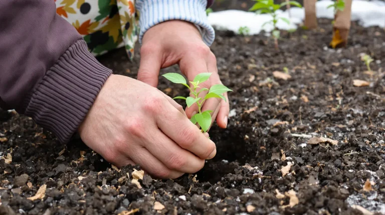 Plantez en février ce fruitier rustique et récoltez des kilos de fruits rapidement
