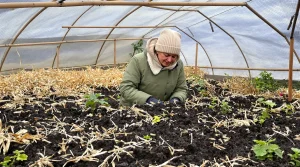 Potager : cette légumineuse de printemps à semer dès février renforce le sol et bloque les pucerons, sans aucun traitement