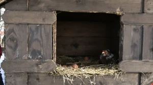 Pourquoi de plus en plus d’éleveurs installent un rideau dans leur poulailler en hiver (et ce que ça change vraiment pour la qualité de leurs œufs)