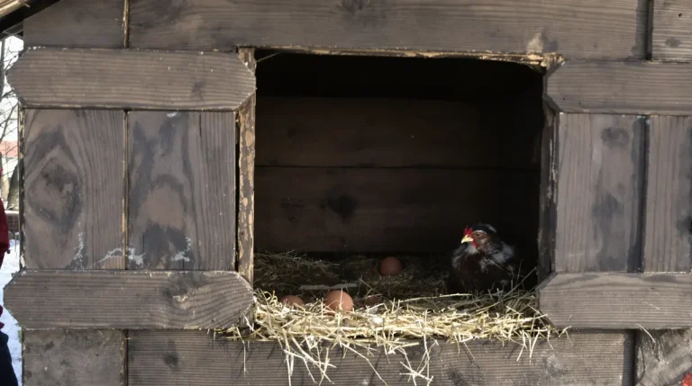 Pourquoi de plus en plus d’éleveurs installent un rideau dans leur poulailler en hiver (et ce que ça change vraiment pour la qualité de leurs œufs)