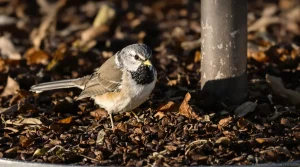 Pourquoi de plus en plus de jardiniers saupoudrent du marc de café sur les mangeoires à oiseaux