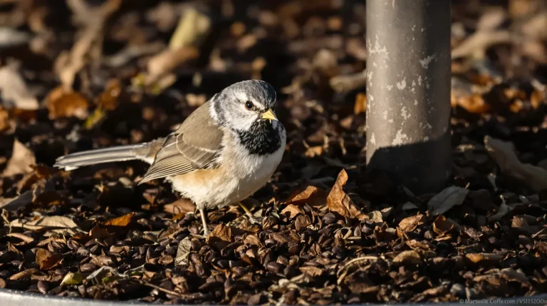 Pourquoi de plus en plus de jardiniers saupoudrent du marc de café sur les mangeoires à oiseaux