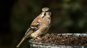 Pourquoi les jardiniers saupoudrent désormais du café sur les mangeoires à oiseaux