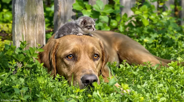 Relâché dans la forêt par ses maîtres, cet écureuil revient chaque matin jouer avec sa meilleure amie canine