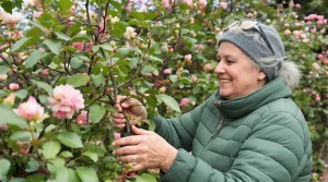 Rosiers : cette date limite à ne surtout jamais dépasser si vous voulez un jardin couvert de fleurs au printemps