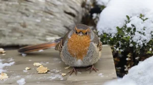 Rouges-gorges : ces deux aliments tout simples au jardin cet hiver les font revenir encore et encore chez vous