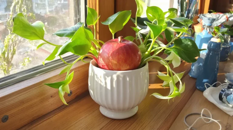 Si vous aimez bouturer vos plantes, ce trésor trouvé en forêt va devenir votre plus beau présentoir
