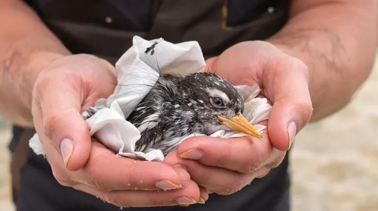 Tempête Nils : « 8 000 macareux moines retrouvés morts ou affaiblis sur le littoral atlantique », alerte la Ligue