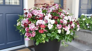 Un simple choix de plante, et mon entrée est devenue la plus admirée de la table