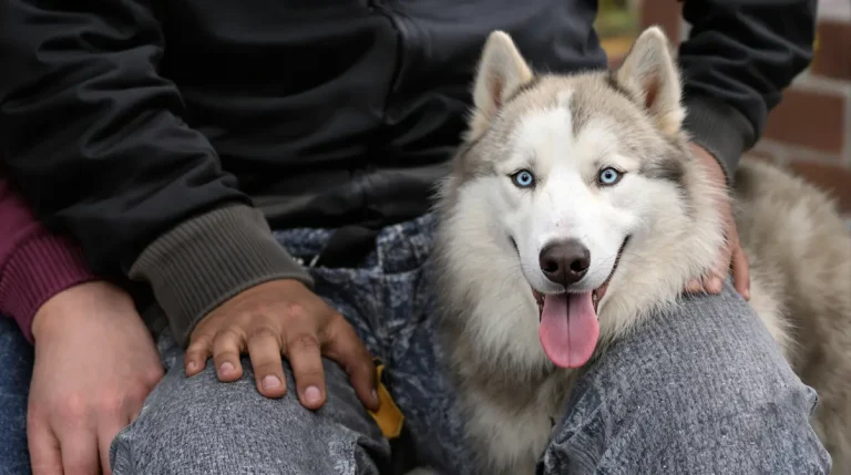 Vienne : One Million, la chienne championne qui fait sensation au Salon de l’agriculture