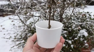 Arrêtez de jeter ce petit pot en plastique : il devient la mangeoire préférée des oiseaux cet hiver