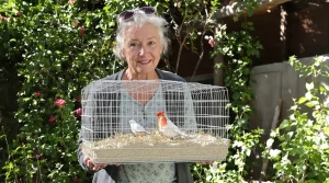 Ne jetez plus ce vieux morceau de métal du jardin : il devient une mangeoire maison parfaite pour les oiseaux