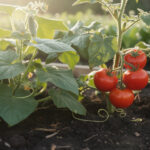 découvrez pourquoi le concombre se cultive efficacement à côté des tomates grâce à leurs bienfaits mutuels en jardinage.
